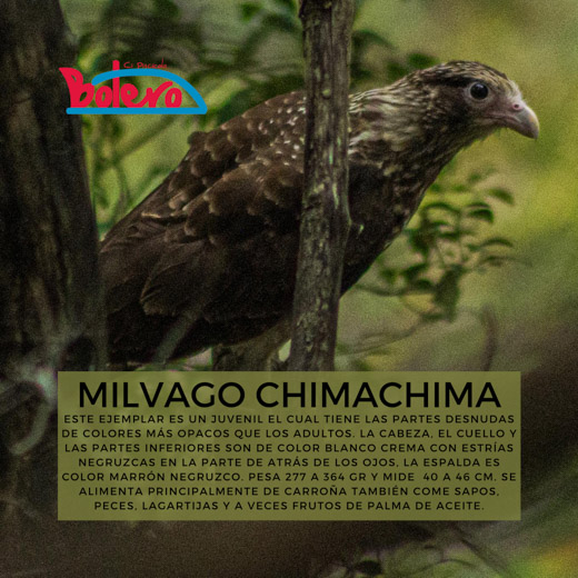 Milvago