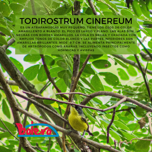 Todirostrum